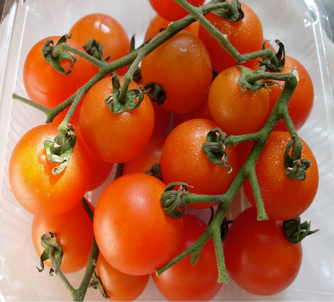 玉女番茄(範例)